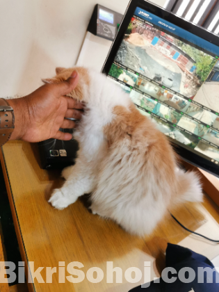 Traditional Persian Male Kitten